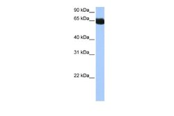 NSUN6 Rabbit anti-Human, Polyclonal, Novus Biologicals 0.1 mL | Buy Online | Novus Biologicals | Fisher Scientific